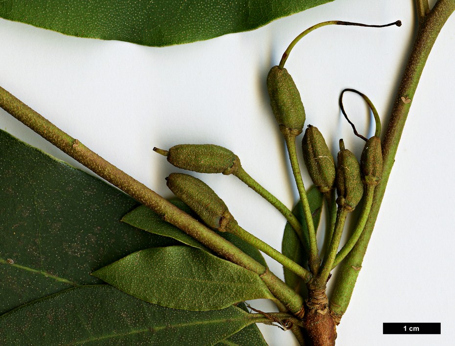 High resolution image: Family: Ericaceae - Genus: Rhododendron - Taxon: siderophyllum